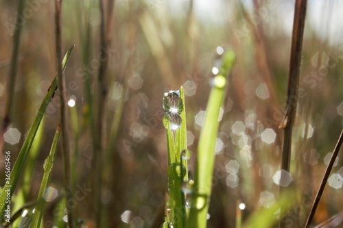 morning dew