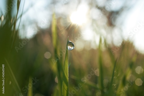 morning dew