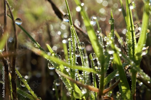 morning dew