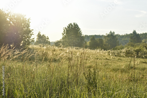 sunrise in the summer forest