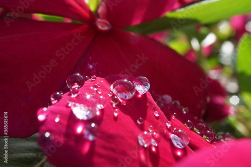 morning dew