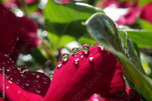 morning dew