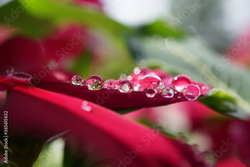 morning dew