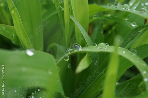 morning dew
