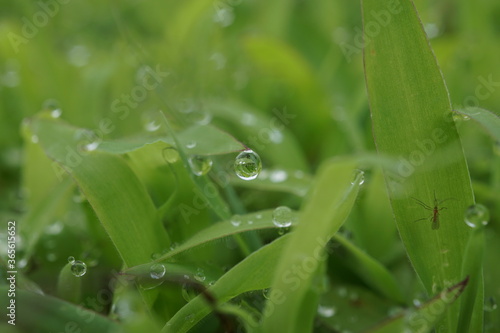 morning dew