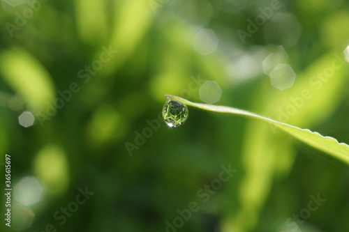 morning dew