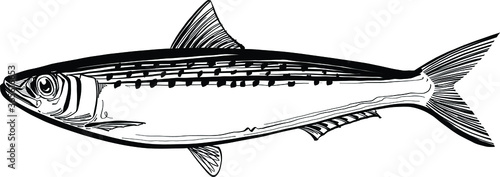 pilchard fish on a white background
