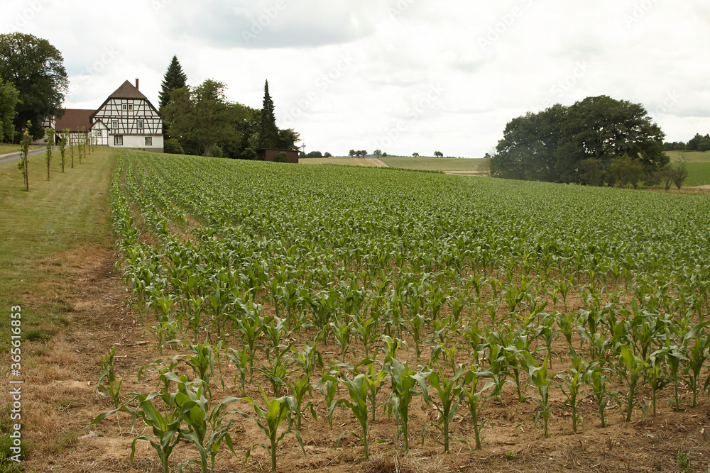 Corn planted in Germany.