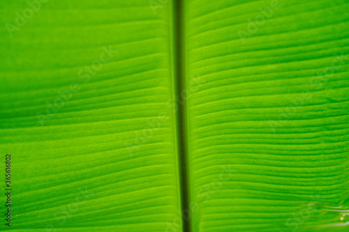 Selective focus on texture of green leaf banana with daylight background