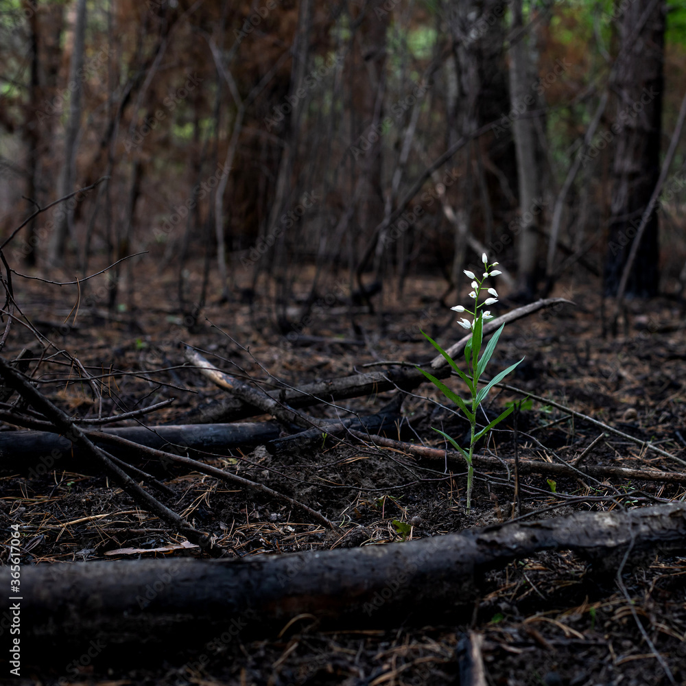 Thirst for life and renaissance of plants after a forest fire. White flowers grew in the burnt forest Thirst for life and renaissance of plants after a forest fire. White flowers grew in the burnt forest