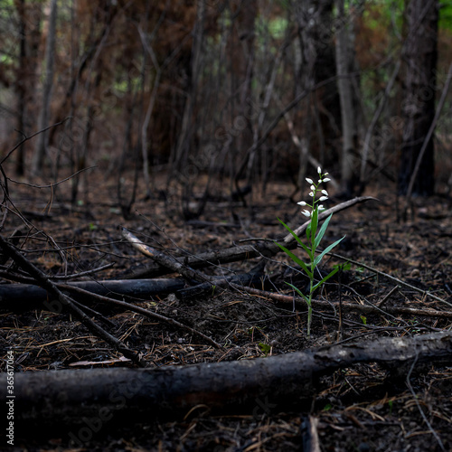 Thirst for life and renaissance of plants after a forest fire. White flowers grew in the burnt forest