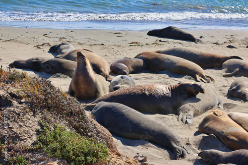 Elephant seals in San Simeon California