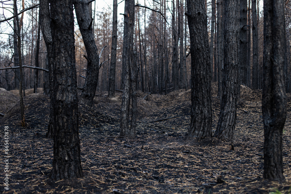 Obraz premium Black forest after the fire. Destruction of nature and climate change