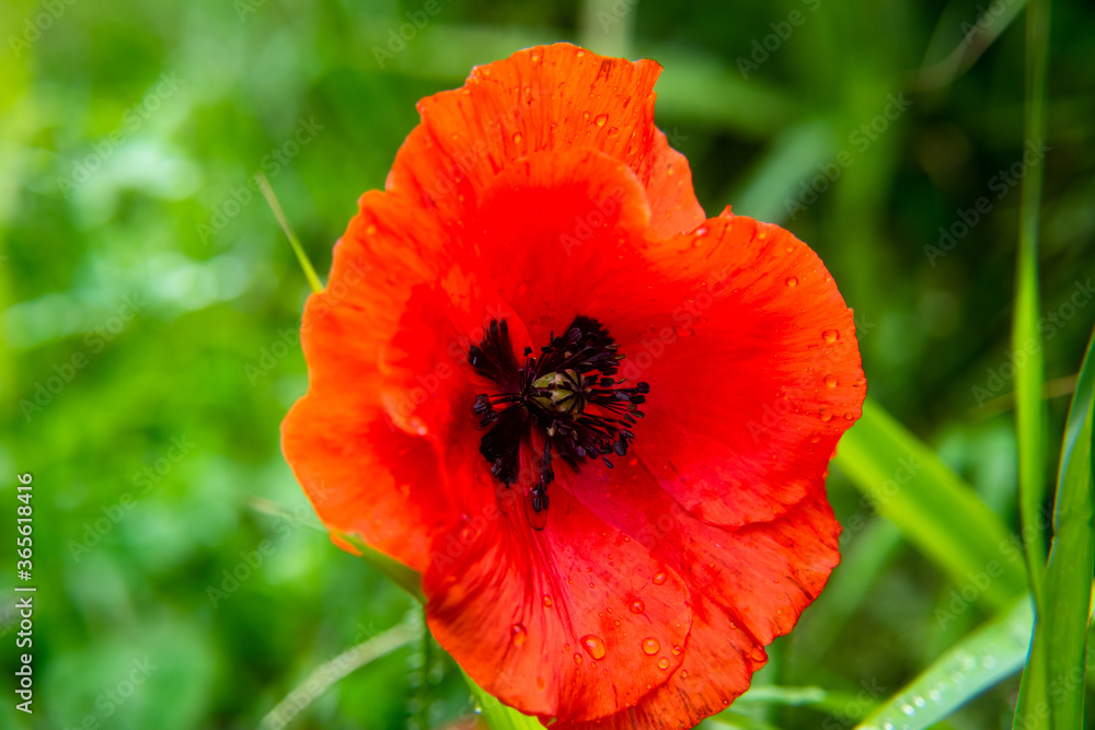 Red poppy flower isolated in grassfield Red poppy flower isolated in grassfield