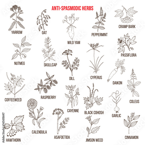 Best antispasmodic herbs collection © foxyliam