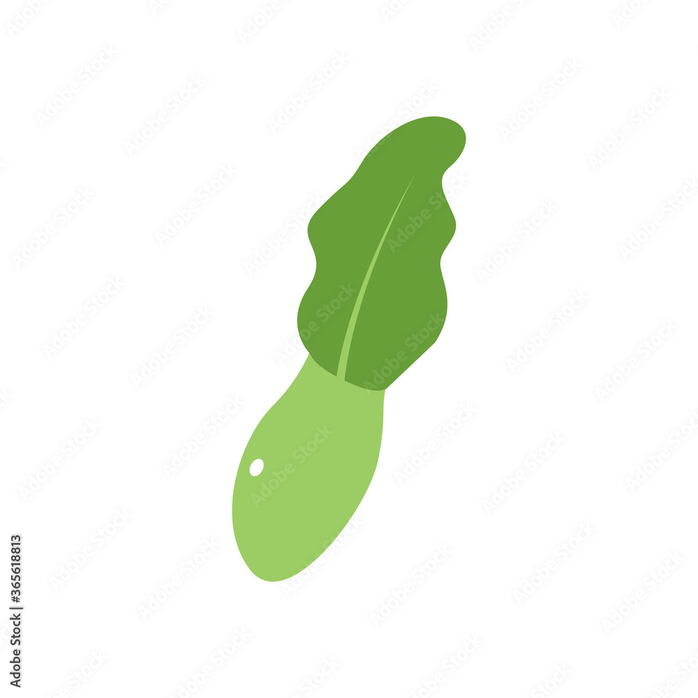 lettuce vector design template illustration lettuce vector design template illustration
