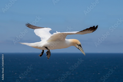 Basstoelpel auf Helgoland