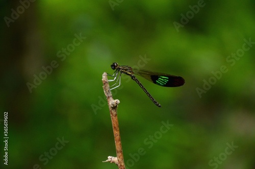 Wallpaper Mural the beautiful green black dragonfly on the plant branch.  Torontodigital.ca