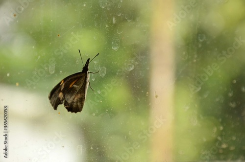 the small black brown butterfly on the glass.