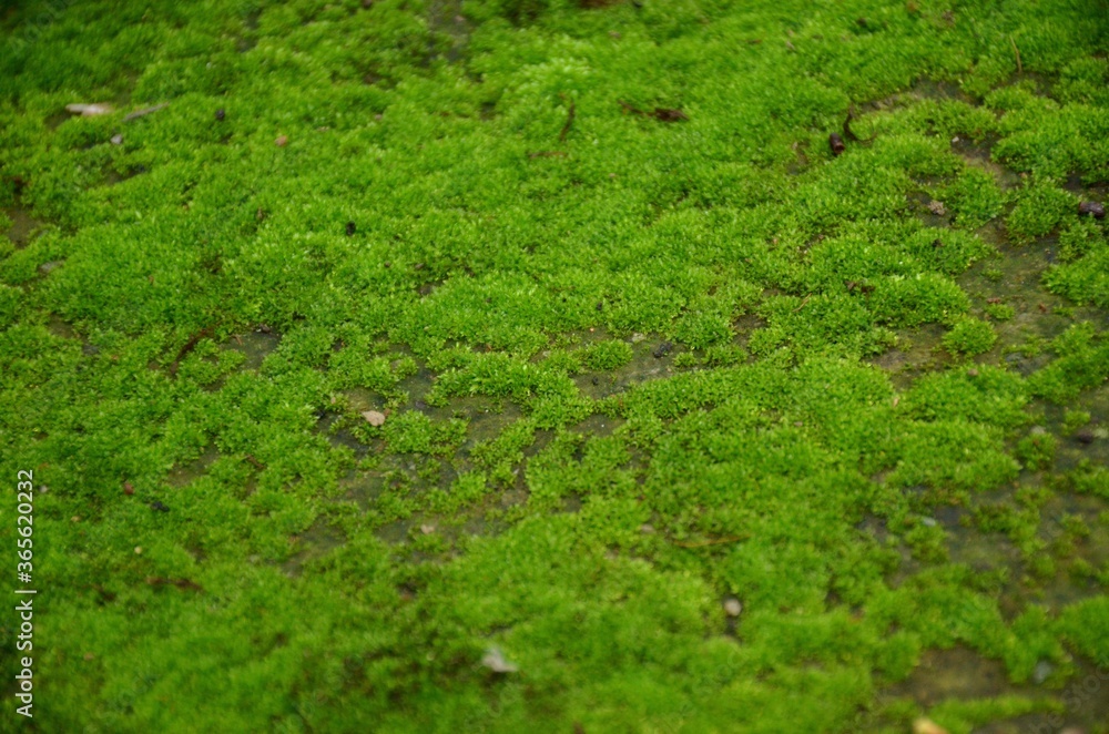 the green fungus on the way the green fungus on the way