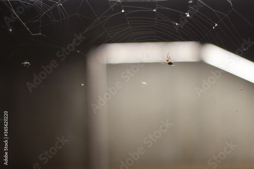 Spider and the web at night