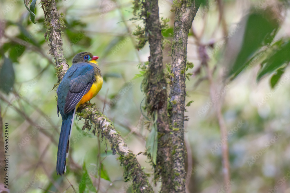 Fototapeta premium The Javan trogon-Apalharpactes reinwardtii, blue bird on a branch