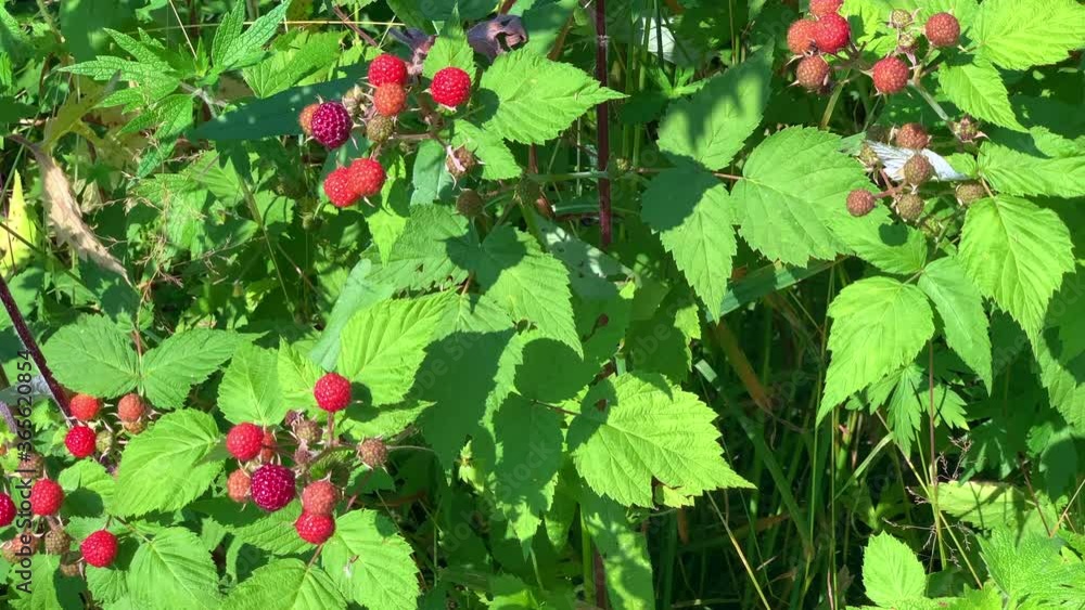 Blackberry berries