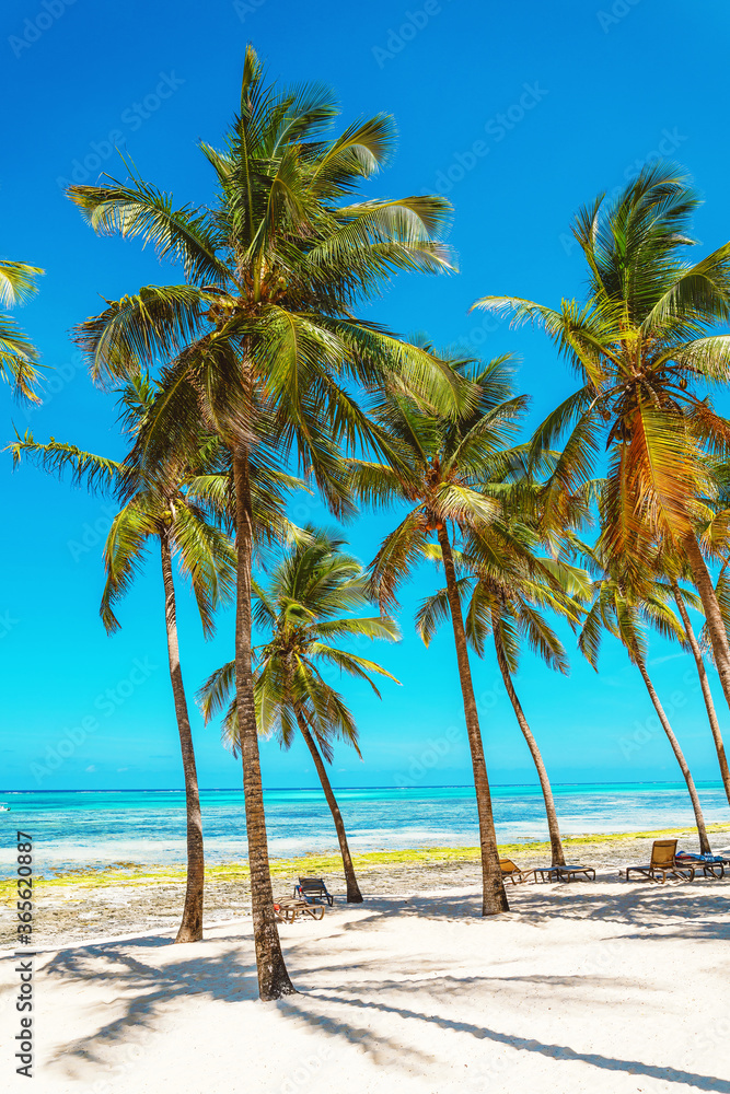Group of coconut palm trees on white sandy beach Group of coconut palm trees on white sandy beach