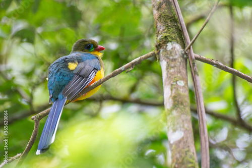 The Javan trogon-Apalharpactes reinwardtii, blue bird on a branch photo