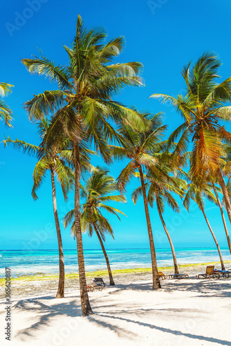 Group of coconut palm trees on white sandy beach