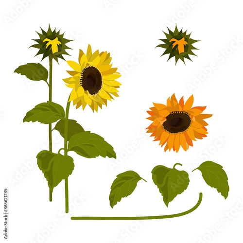 Sunflowers set. Collection decorative floral design elements for wedding invitations and birthday cards.