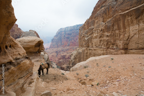 Desert, Mountains, canyon landscape with a donkey 