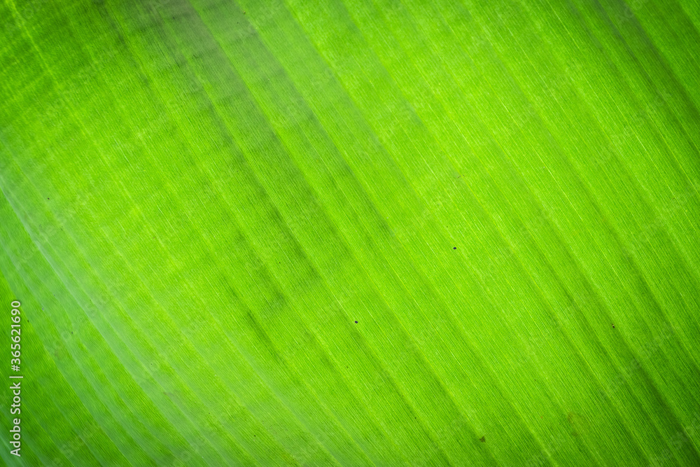 Banana leaf surface background and texture. Banana leaf surface background and texture.
