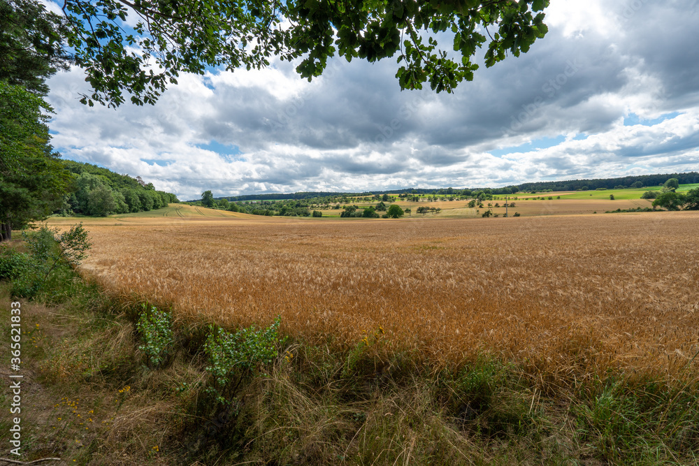 barley field in summerlandscape