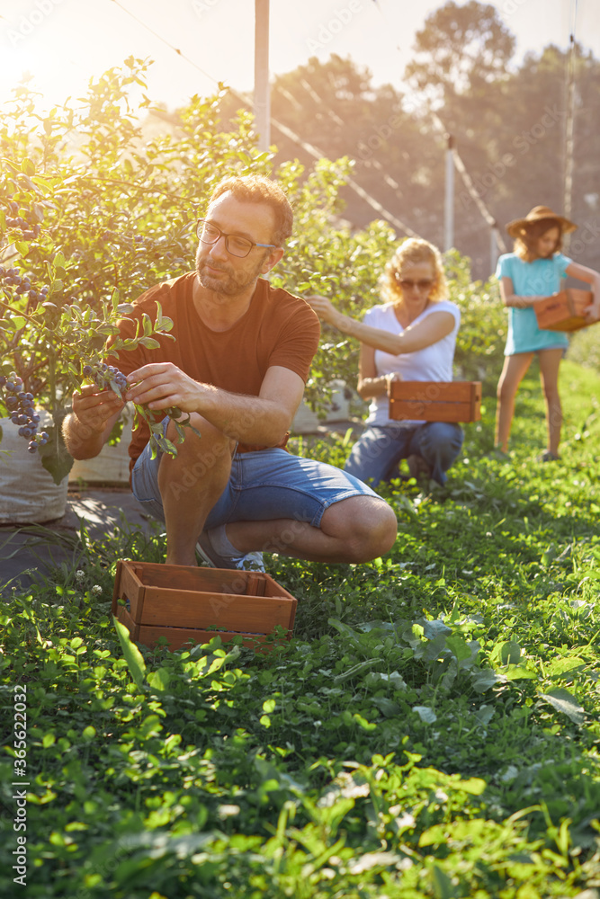 Modern family picking blueberries on a organic farm - family business concept. Modern family picking blueberries on a organic farm - family business concept.