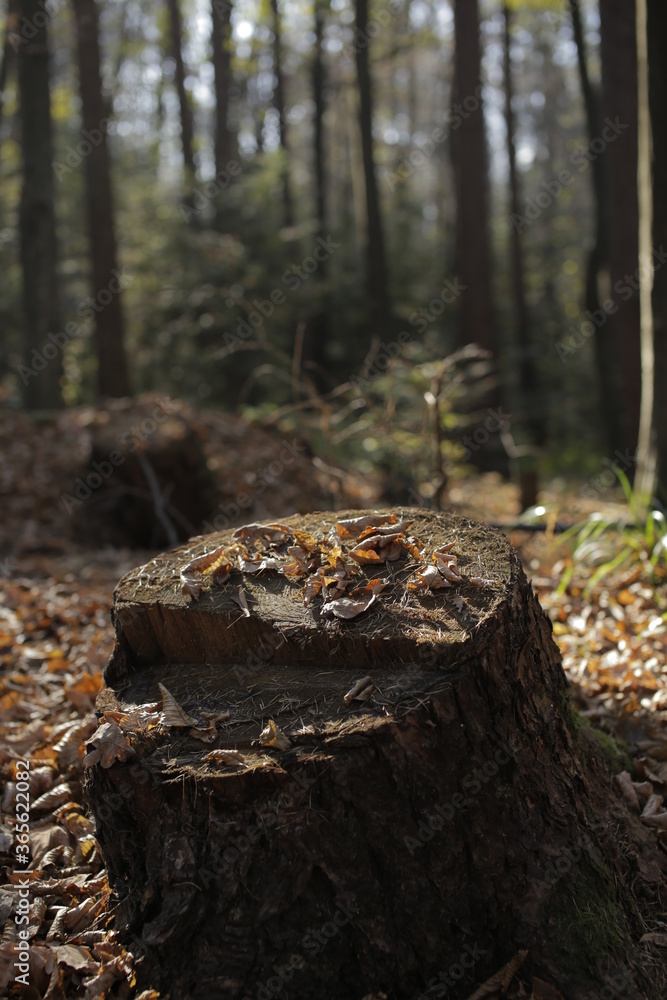 stump in the woods stump in the woods