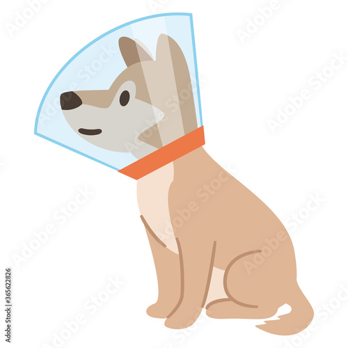 エリザベスカラーを巻いた犬