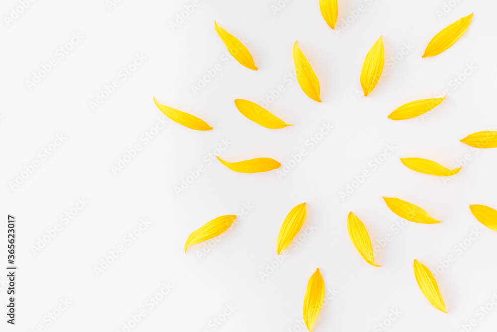 sunflower petals on white background, sunflower, yellow petals, background with yellow petals