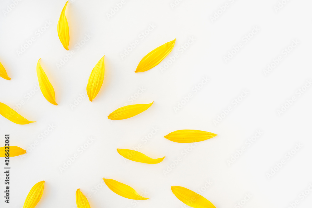 sunflower petals on white background, yellow petals, sun of yellow petals sunflower petals on white background, yellow petals, sun of yellow petals