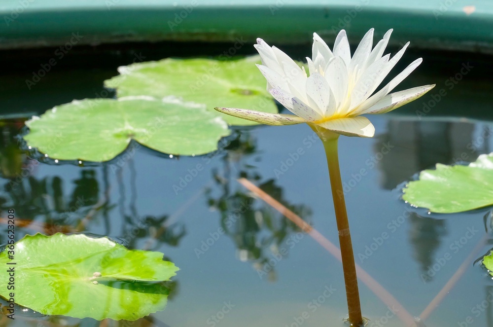 Beautiful Fresh Whtie Lotus Flower and Leaves Beautiful Fresh Whtie Lotus Flower and Leaves