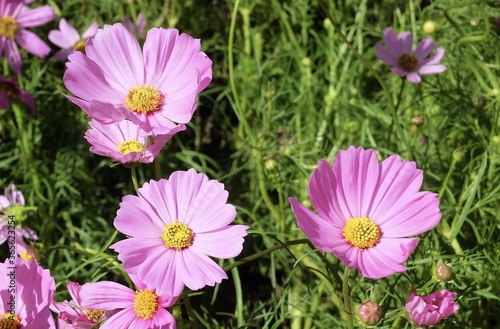 Beautiful Pink Cosmos Flowers in A Garden