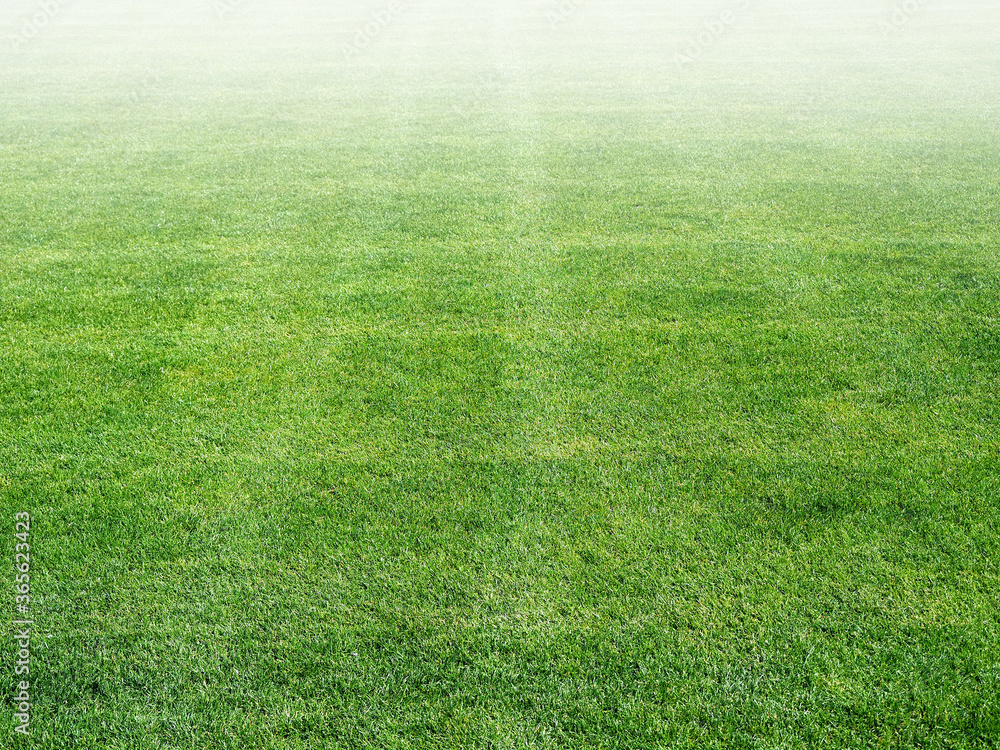 soccer field green lawn. Mowed lawn.