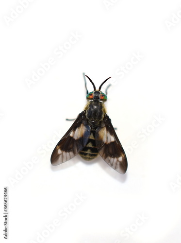 The  twin-lobed deerfly Chrysops relictus stinging pest fly isolated on white background photo