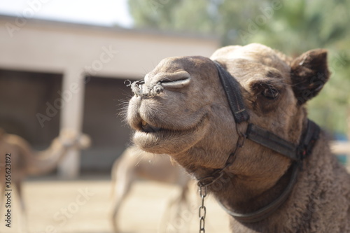 portrait of a camel © Dmitry Plyuta