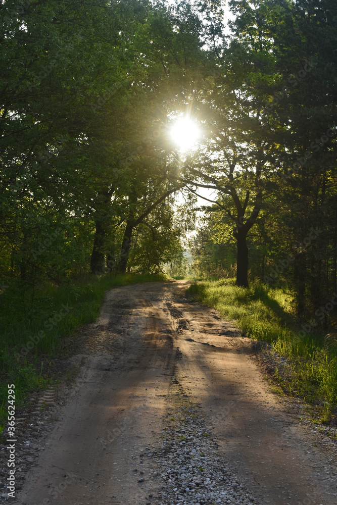 Fototapeta premium sunrise in the summer forest