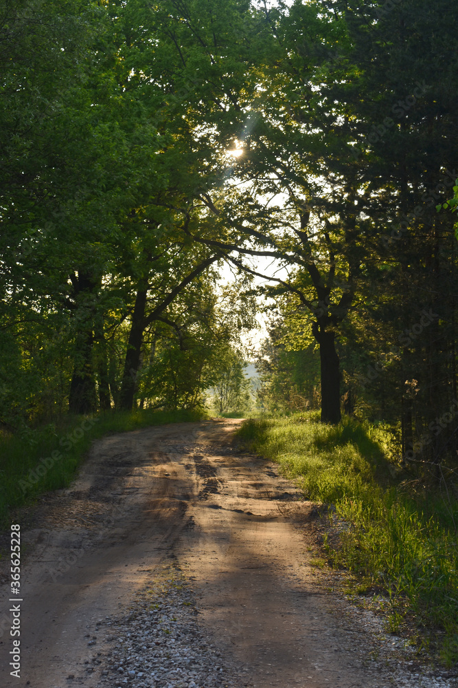 sunrise in the summer forest