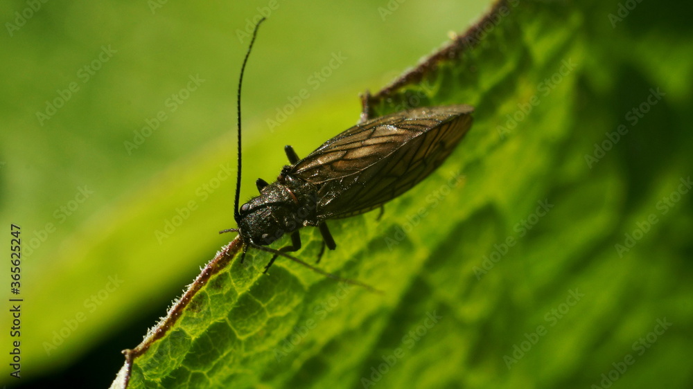 an insect with wings on the edge of a leaf an insect with wings on the edge of a leaf
