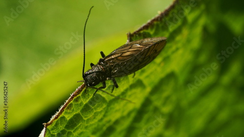 an insect with wings on the edge of a leaf © Ольга