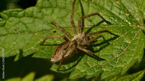 spider on a leaf on a bright summer day