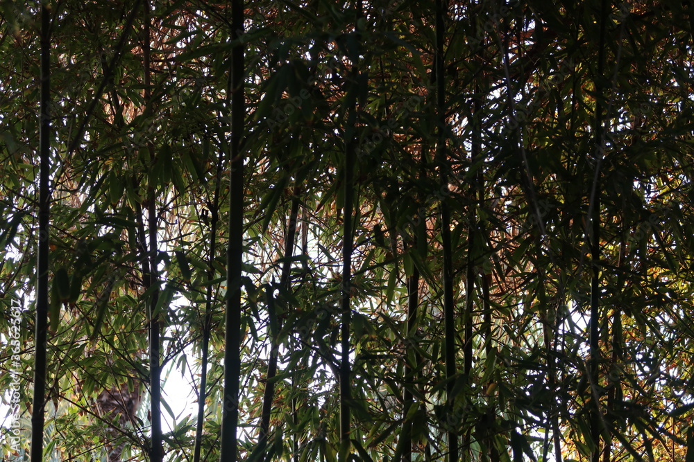 Obraz premium bosque